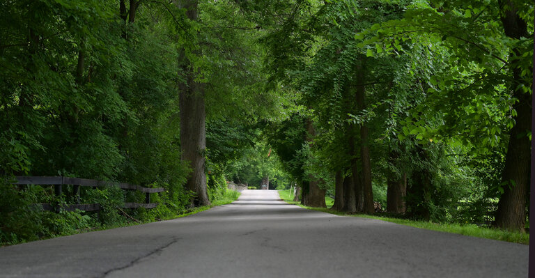 Road with trees